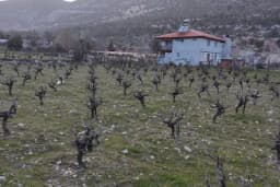Yazır