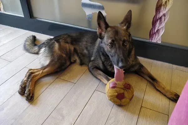 Pet Point Tuğba Veteriner Kliniği - Veteriner - Gaziantep Oğuzeli