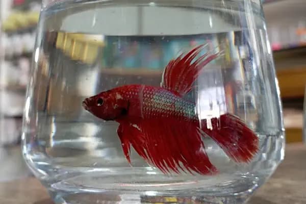 Koç Petshop Ve Akvaryum - Akvaryum Mağazası - Adana Pozantı