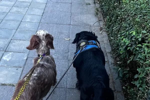 Köpek Gezdiricisi