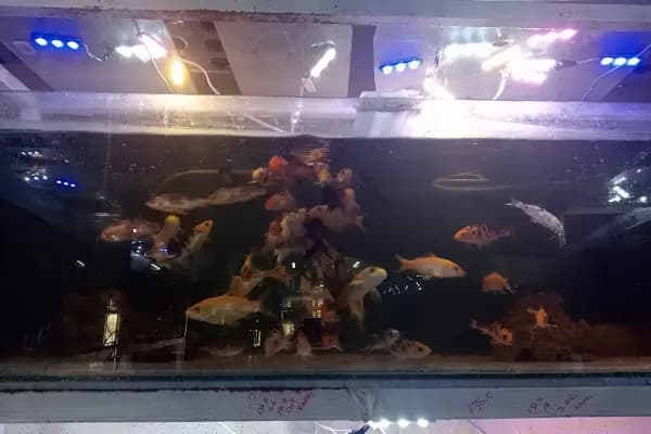 HüseyinGazi Petshop Akvaryum - Evcil hayvan mağazası - Ankara Mamak