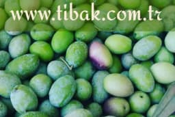 Tibak Zeytinyağı Fabrikası