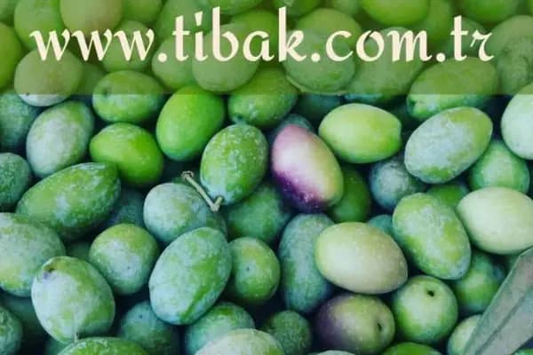 Tibak Zeytinyağı Fabrikası - Kurumsal Ofis - Aydın Efeler