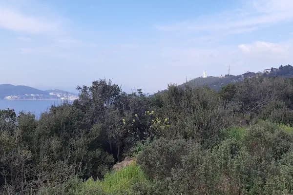 Büyükada Kurşunburnu Şehitler Ormanı - Ulusal Orman - İstanbul Adalar