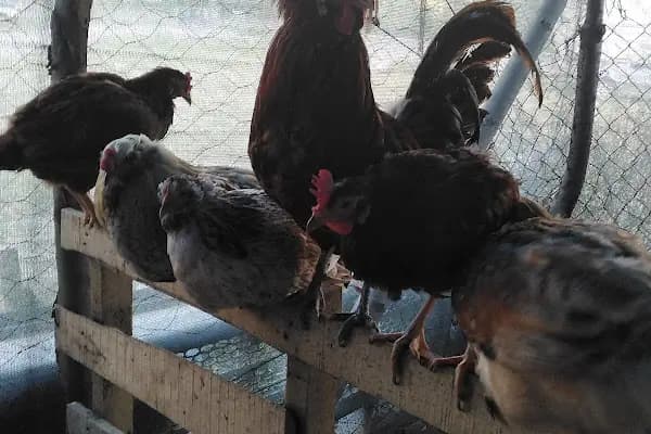 Çelik Otomotiv Ticaret (Japon &amp; Kore Yedek Parça) - Otomobil Yedek Parça Mağazası - Ankara Beypazarı