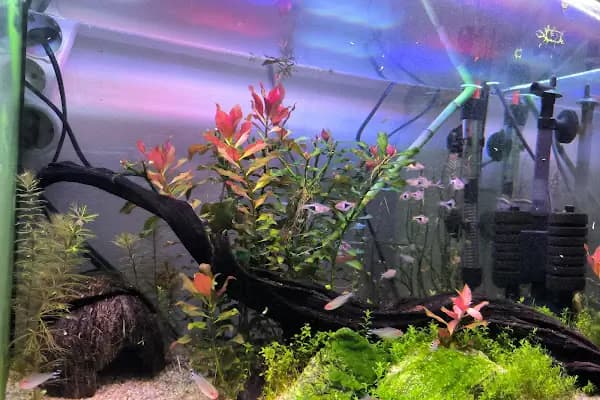 Juss Akvaryum Ve Petshop - Evcil Hayvan Malzemeleri Mağazası - İstanbul Küçükçekmece