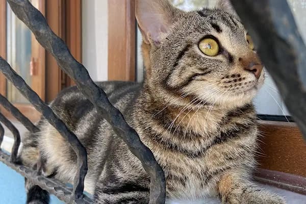 CanVet Veteriner Polikliniği - Veteriner - Bursa Osmangazi