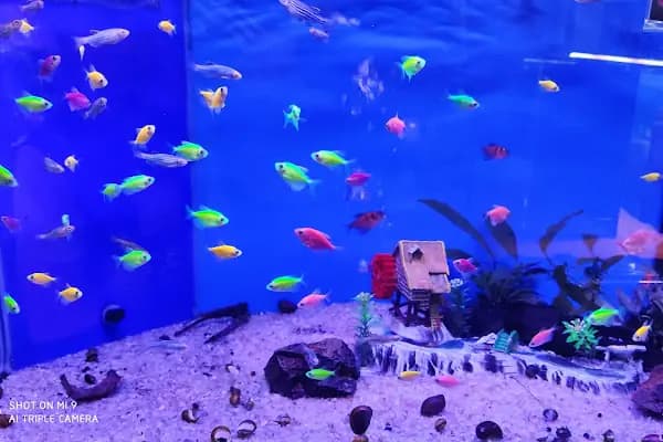 akvaryuss pet shop - Evcil hayvan mağazası - Bursa Osmangazi
