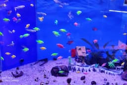akvaryuss pet shop