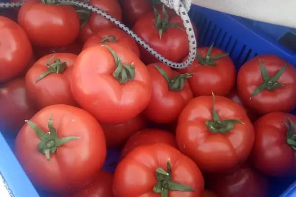 BİLSE SEBZE MEYVE GIDA NAK. TİC. LTD.ŞTİ. - Sebze Toptan Satış Pazarı - Antalya Aksu