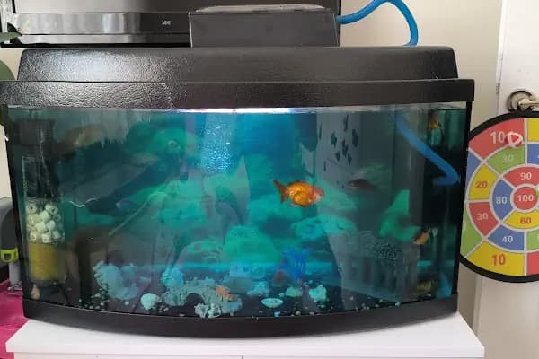Ankara Gold Fish Oranda - Akvaryum Mağazası - Ankara Etimesgut