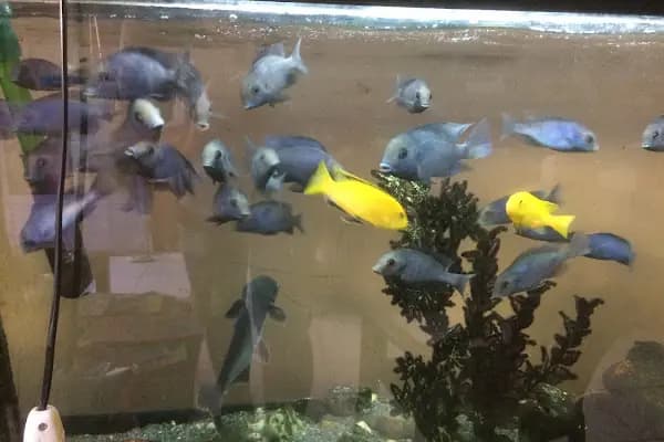 Dalay Akvaryum Toptan Ve Perakende - Akvaryum Mağazası - İzmir Konak
