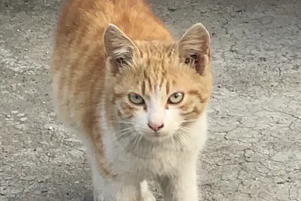 Ak-Vet Akdeniz Veteriner Kliniği - Veteriner - Adana Yüreğir