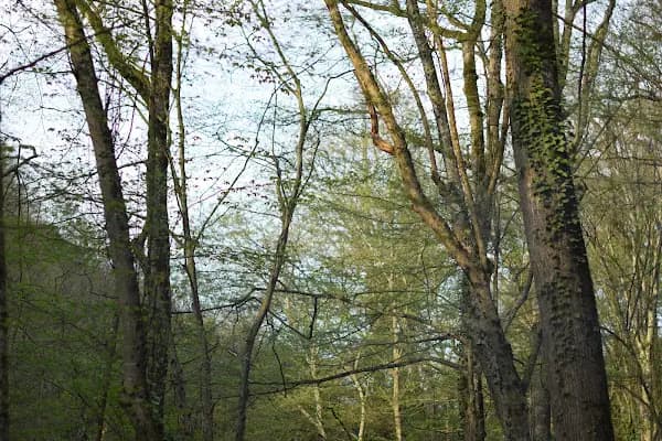 Kirazlıbent Piknik Alanı - Park - İstanbul Sarıyer