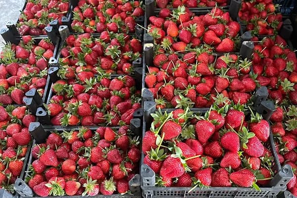 Baki ticaret - Sebze ve Meyve Toptancısı - Mersin Anamur