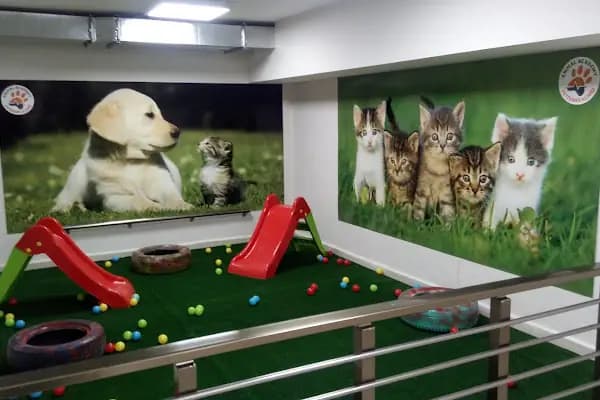 ANIMAL ACADEMY VETERİNER KLİNİĞİ KÖRFEZ - Veteriner - Kocaeli Körfez