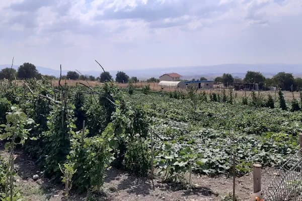 Dessa Çiftliği - Yumurta Tedarikçisi - Ankara Etimesgut