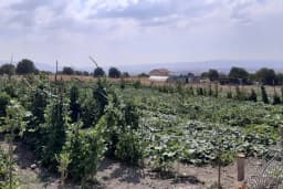 Dessa Çiftliği