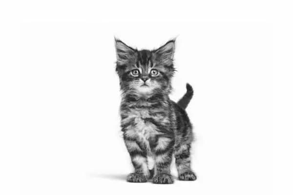 Lara Pet Center - Evcil hayvan mağazası - Antalya Muratpaşa