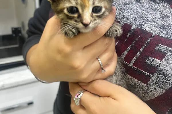 Bahçelievler Veteriner Kliniği | Bambi Veteriner - Veteriner - İstanbul Bahçelievler