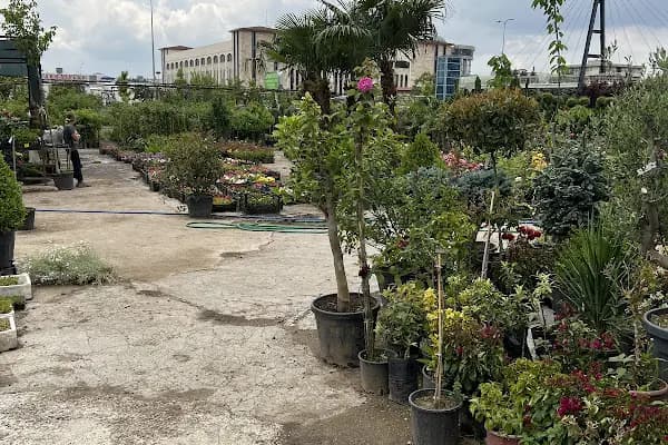 Anayurt Fidancılık Peyzaj Meyve ve Süs bitkileri - Fidan Toptancısı - Ankara Sincan