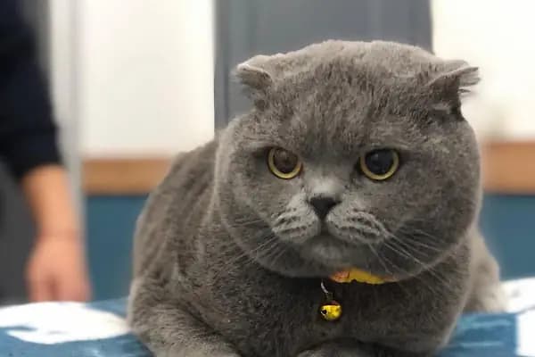 Vetbros Veteriner Kliniği - Veteriner - İstanbul Başakşehir