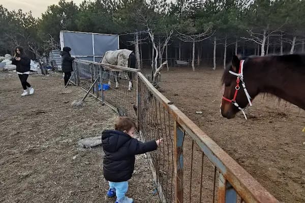 Peştanlı At Çiftliği - At Kiralama Hizmeti - Ankara Keçiören