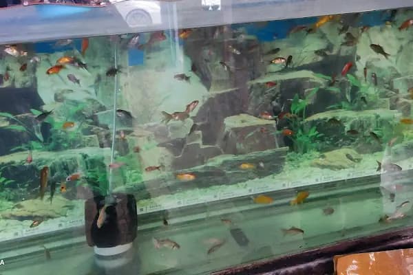 Alatay pet shop - Evcil Hayvan Malzemeleri Mağazası - Gaziantep Nizip