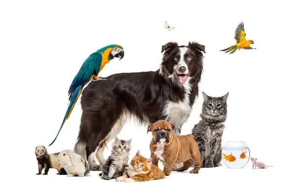 Bodrum Eira Veteriner Kliniği - Veteriner - Muğla Bodrum