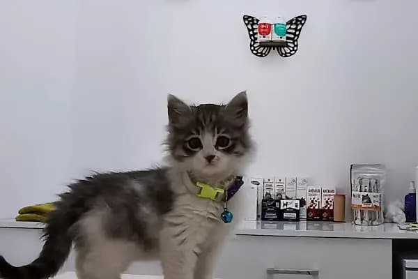 Vet Extra Ovacık Veteriner Kliniği - Acil Durum Veterinerlik Hizmeti - Ankara Keçiören