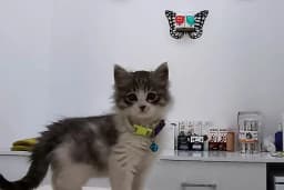 Vet Extra Ovacık Veteriner Kliniği