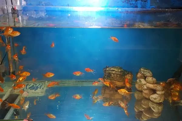 Dilan Pet shop,Akvaryum &amp; Kuş Evi - Kuşçu - İstanbul Bağcılar