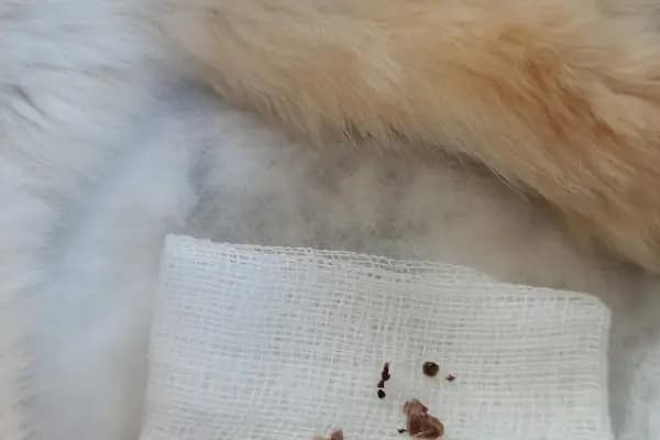 Mutlu Vet Veteriner Muayenehanesi - Veteriner - Manisa Yunusemre