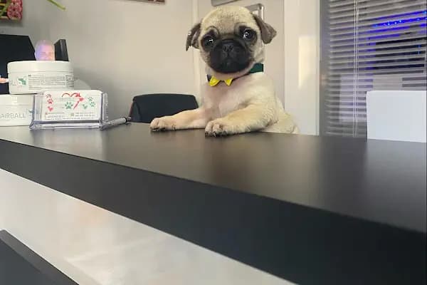 Şirinevler Veteriner Kliniği - Veteriner - İstanbul Bahçelievler