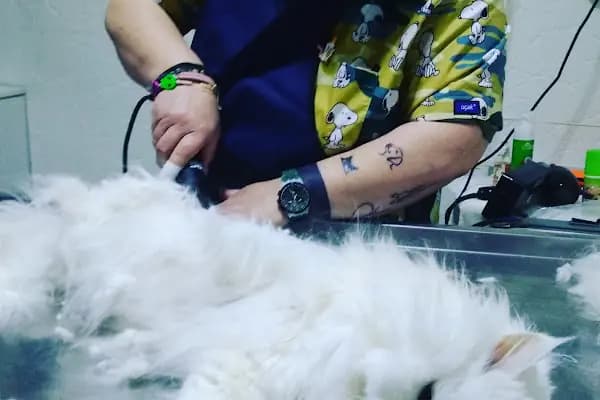 North Veteriner Kliniği - Veteriner - İstanbul Küçükçekmece