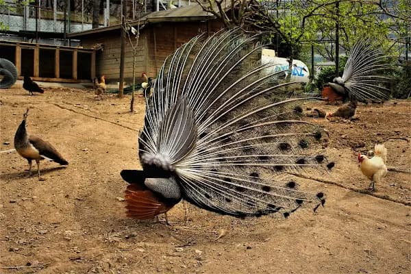 Zeytinburnu Tıbbi Bitkiler Bahçesi - Park - İstanbul Ümraniye