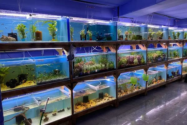 İSTANBUL CİHAN AKVARYUM PETSHOP - Evcil hayvan mağazası - İstanbul Kartal