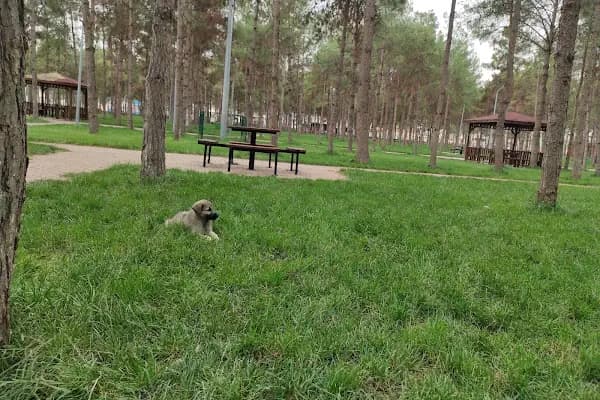Aile Parkı - Ağaç Parkı - Şanlıurfa Ceylanpınar