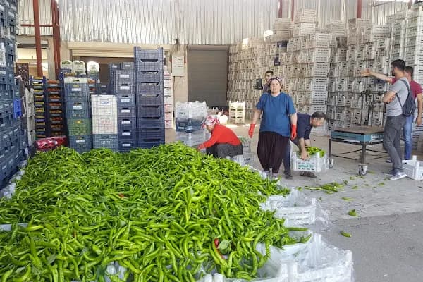Mersin Toptanci ve Sebze Meyve Hal Kompleksi - Industry - Mersin Akdeniz