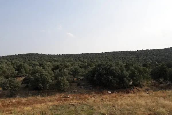 Akören Jandarma Hatıra Ormanı - Ulusal park - Konya Karatay