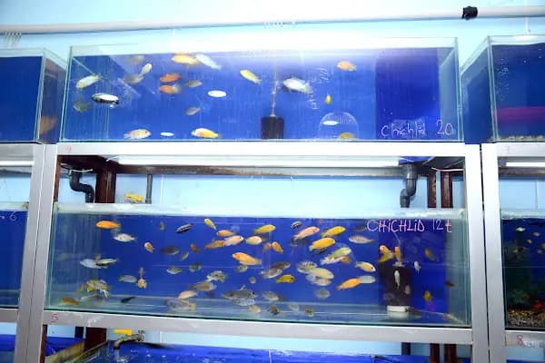 Elif Akvaryum Pet Shop - Evcil Hayvan Malzemeleri Mağazası - İzmir Buca