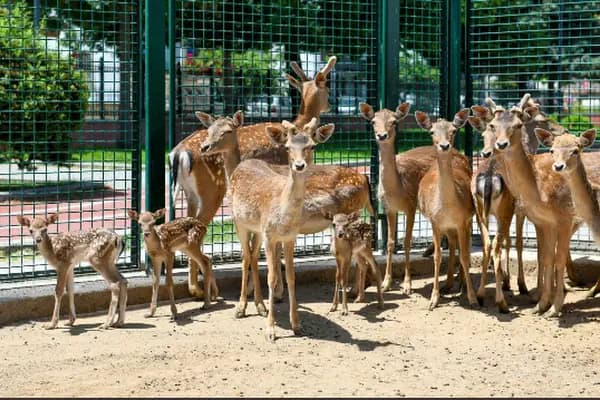 Sincan Hayvanat Bahçesi - Park - Ankara Sincan