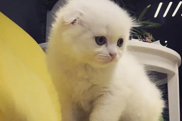Bakırköy Veteriner - Citypet Veteriner Kliniği - Veteriner - İstanbul Bakırköy