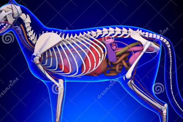 Pet Guard Veterinary - Veteriner - Antalya Muratpaşa