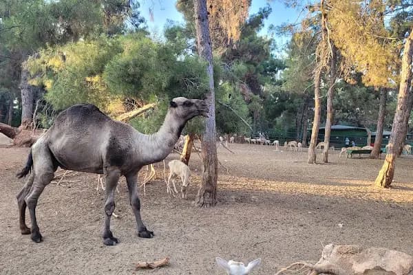 Hayvanat Bahçesi Safari Park - Vahşi Yaşam ve Safari Parkı - Gaziantep Şahinbey
