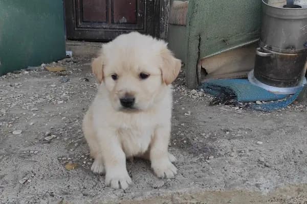VAN PETSHOOP - Evcil hayvan mağazası - Van İpekyolu