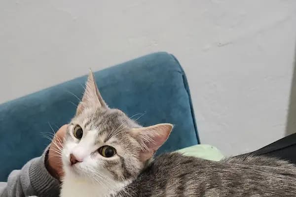 BAĞCILAR MEYDAN VETERİNER KLİNİĞİ - Veteriner - İstanbul Beylikdüzü