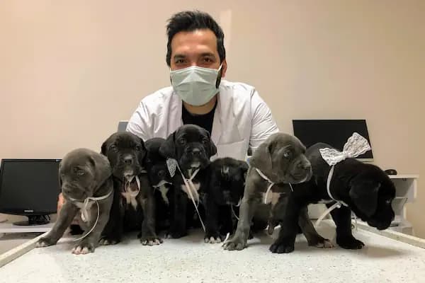 Akhisar Anka Veteriner Kliniği - Pet Kuaför - Veteriner - Manisa Manisa