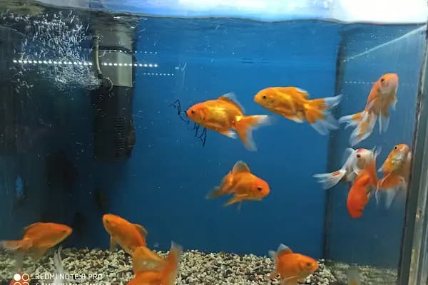 Eymen Pet Shop &amp; Akvaryum - Evcil hayvan mağazası - Diyarbakır Çermik