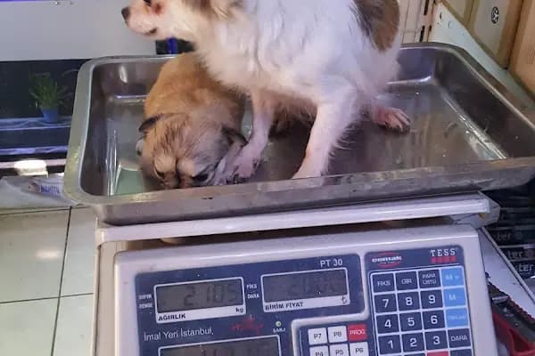 AH-ZOO PETSHOP AKVARYUM - Evcil hayvan mağazası - Antalya Muratpaşa